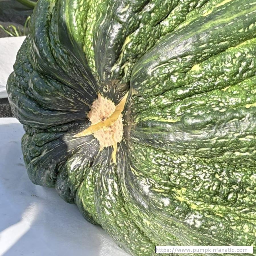 fruitImages/163 Lukanin 2025B.jpg